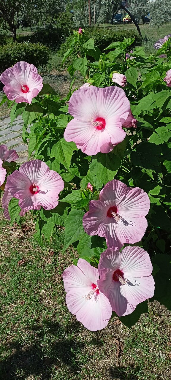 Гостиница Крымское Приазовье Мысовое-152