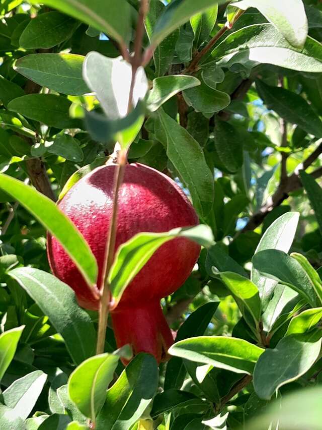 Гостиница Крымское Приазовье Мысовое-165